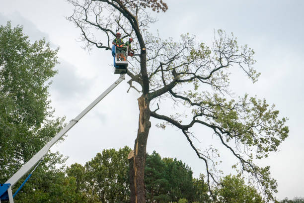 Reliable Skidmore, TX  Tree Services Solutions