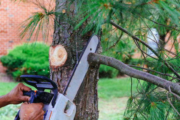 Best Hedge Trimming  in Skidmore, TX